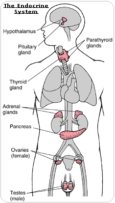 The Endocrine System